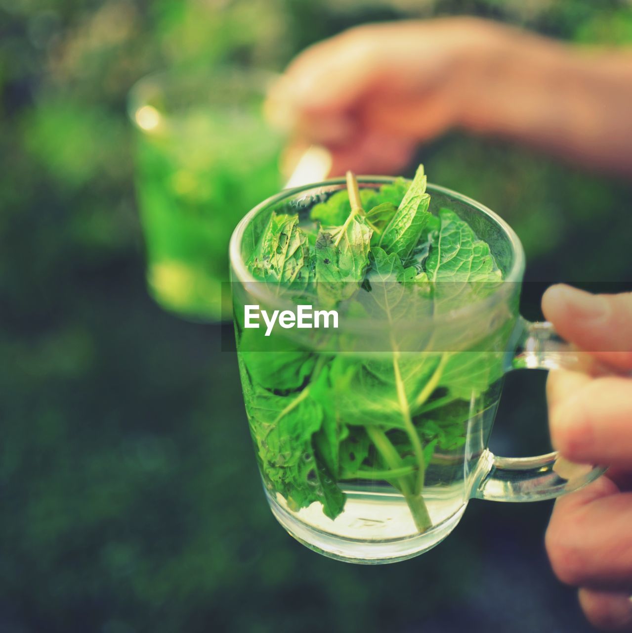 Close-up of mint leaves in water