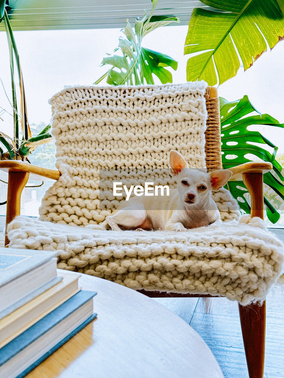 furniture, animal, animal themes, carnivore, mammal, one animal, pet, cat, relaxation, domestic animals, no people, chair, nature, feline, indoors, seat, domestic cat, dog, plant, wicker, table, stuffed, leaf, day