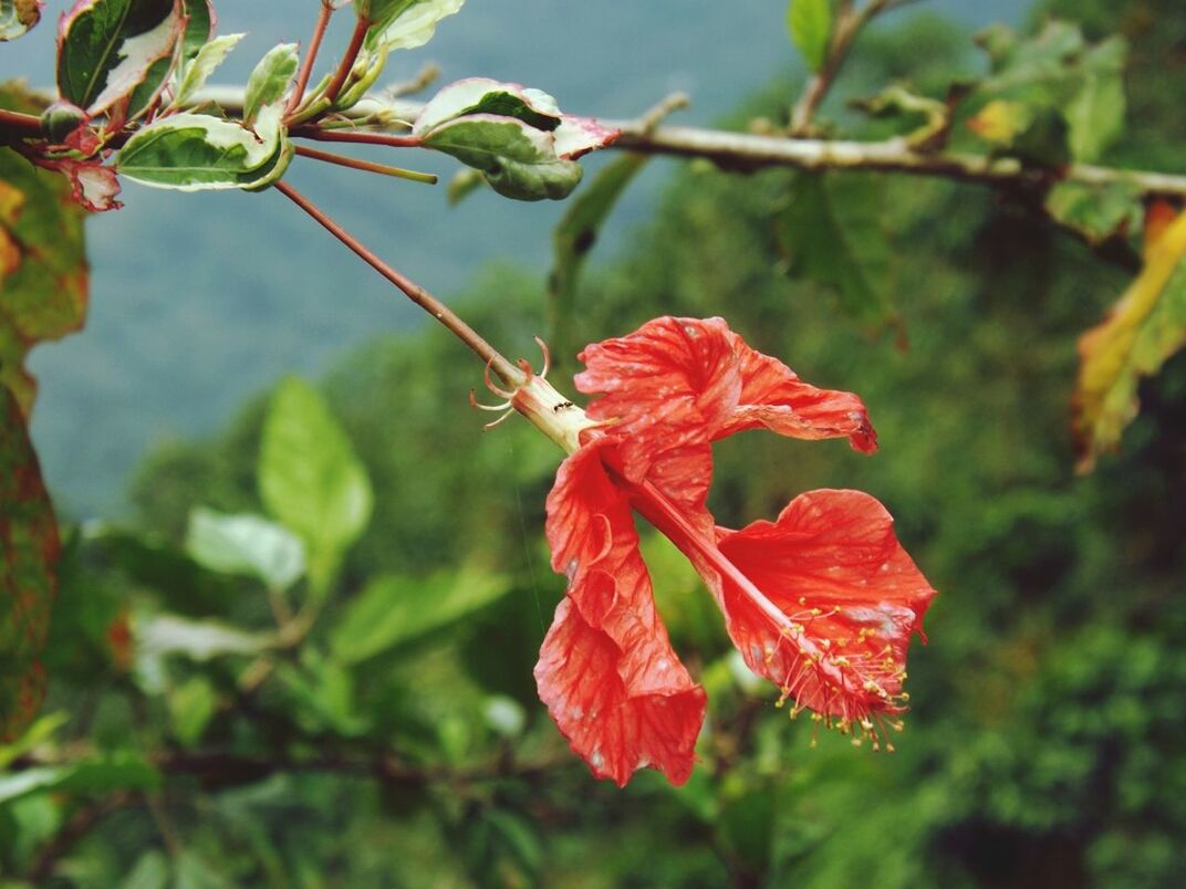 Close-up of red hibiscus flower