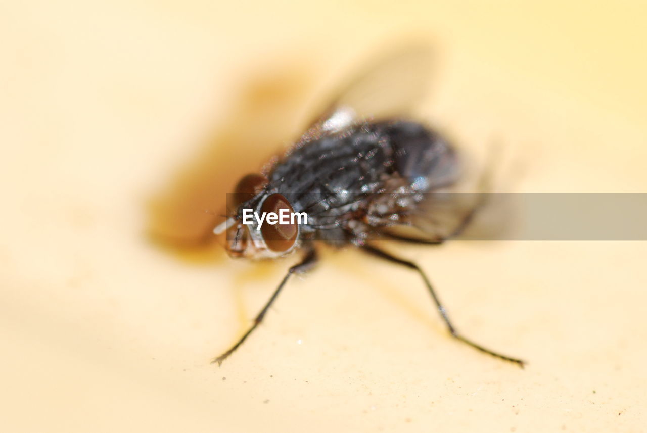 Close-up of housefly on table