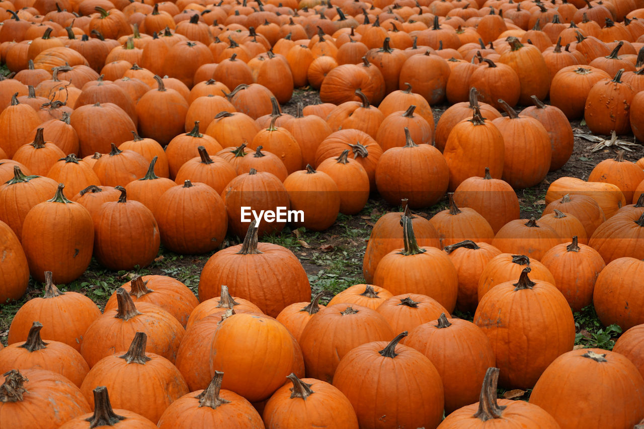 Full frame shot of pumpkins on field