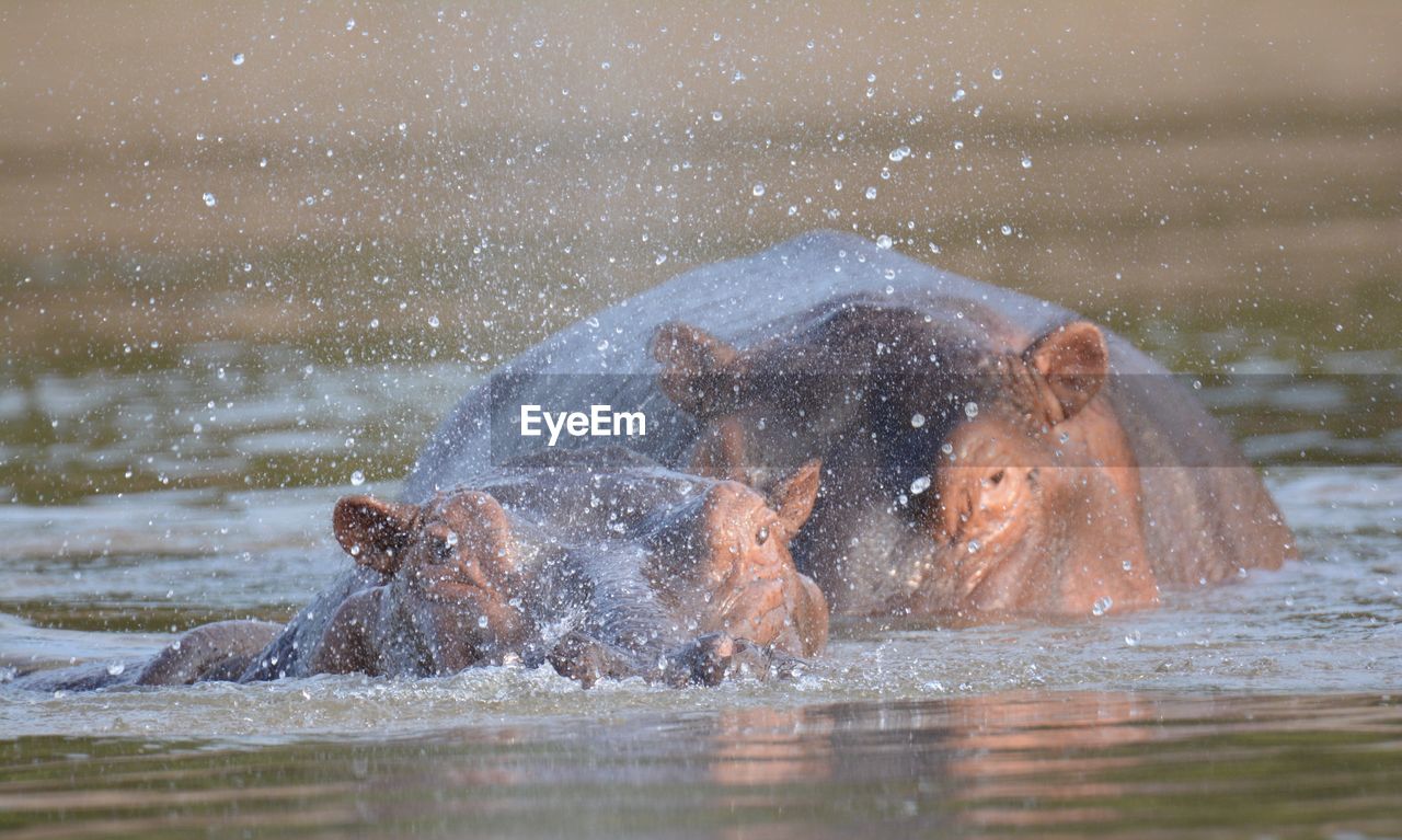 Hippopotamus splashing water in lake