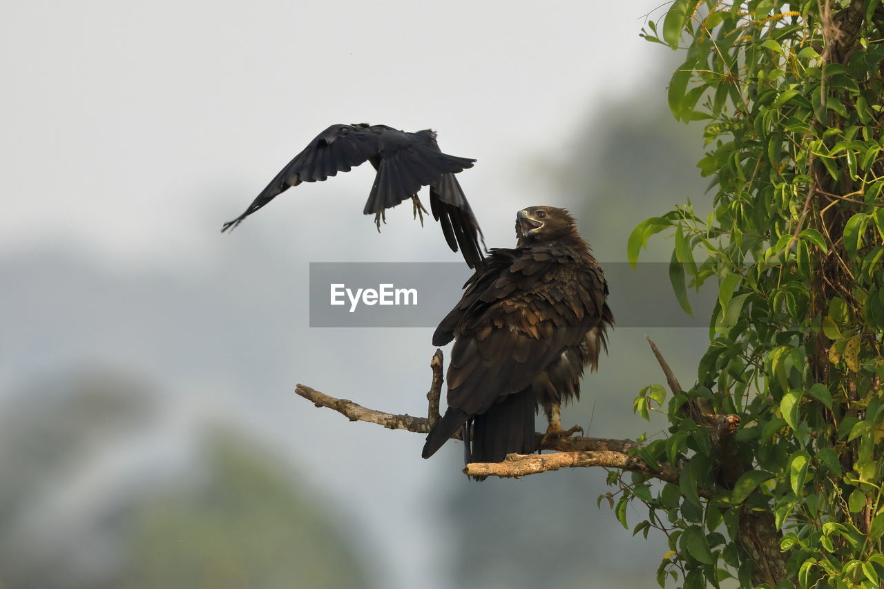 A greater spotted eagle mobbed by a crow