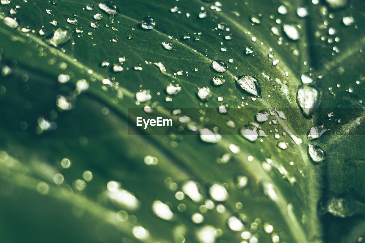 Close-up of raindrops on leaves