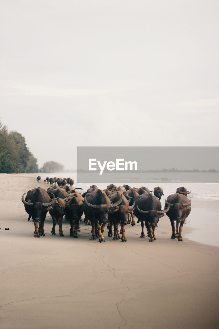 Buffalo hordes walking along the beach buffalo soldier