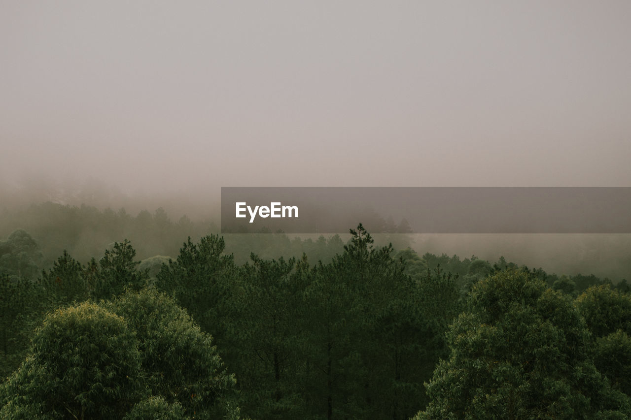 Trees in forest against sky