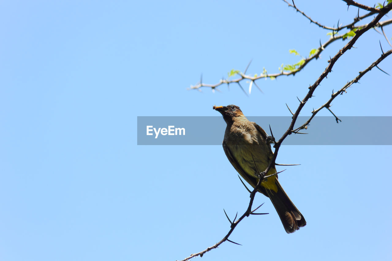 bird, animal, animal wildlife, animal themes, wildlife, perching, branch, sky, tree, clear sky, nature, blue, one animal, plant, no people, low angle view, copy space, sunny, bare tree, outdoors, day, beauty in nature, full length