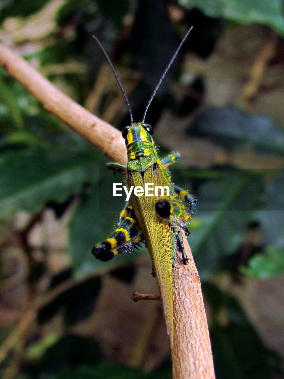 Close-up of insect on branch