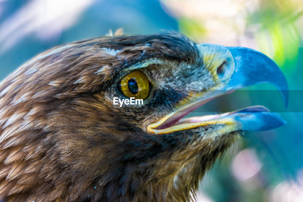 Close-up of a bird looking away