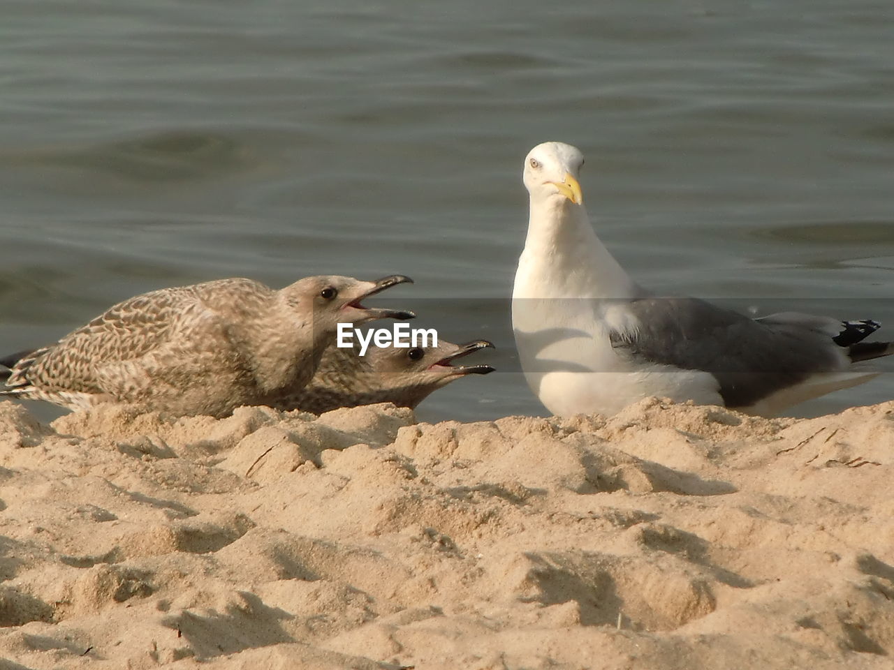 Seagulls perching on sand at beach