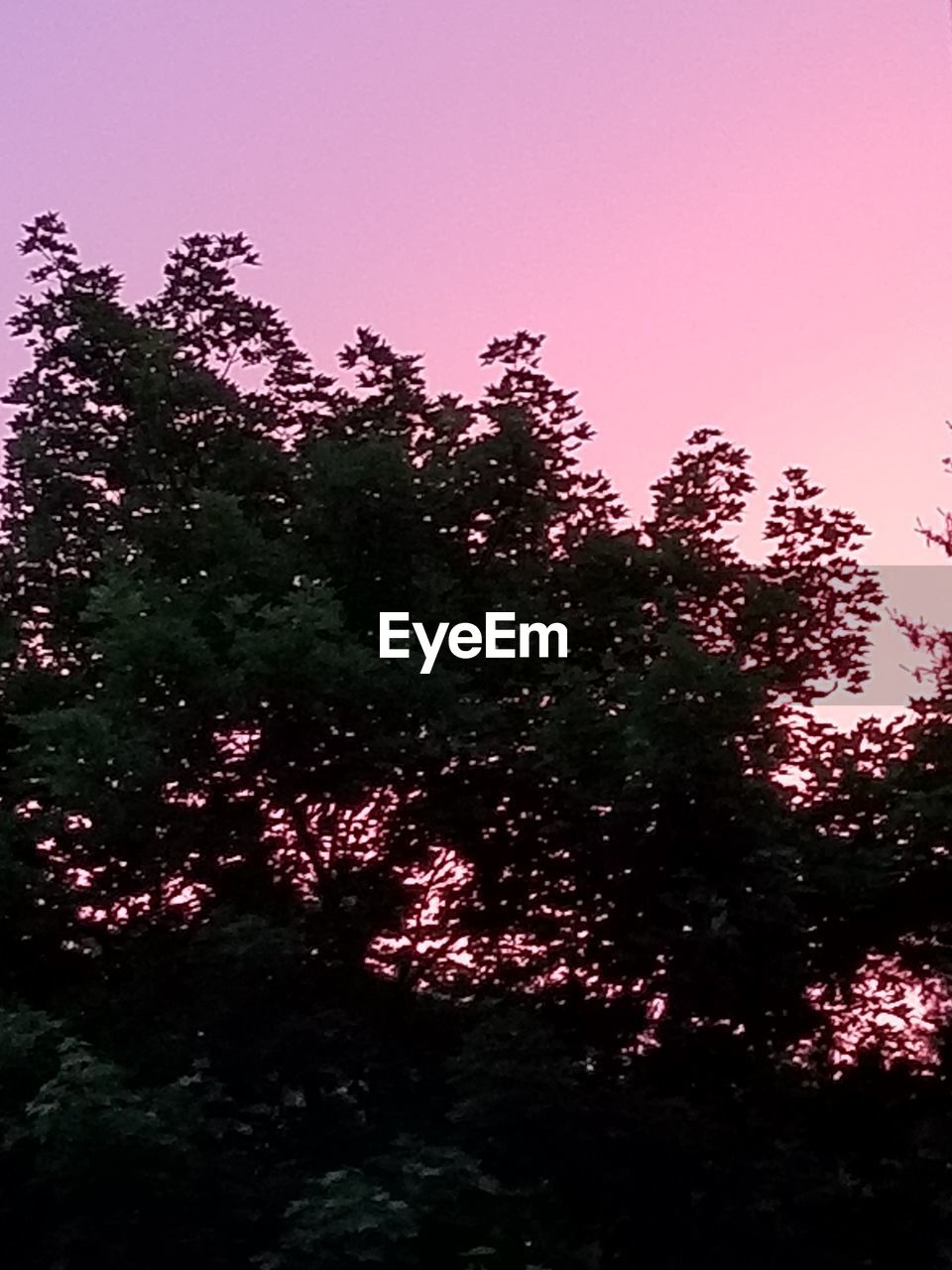 LOW ANGLE VIEW OF SILHOUETTE TREES AGAINST SKY DURING SUNSET