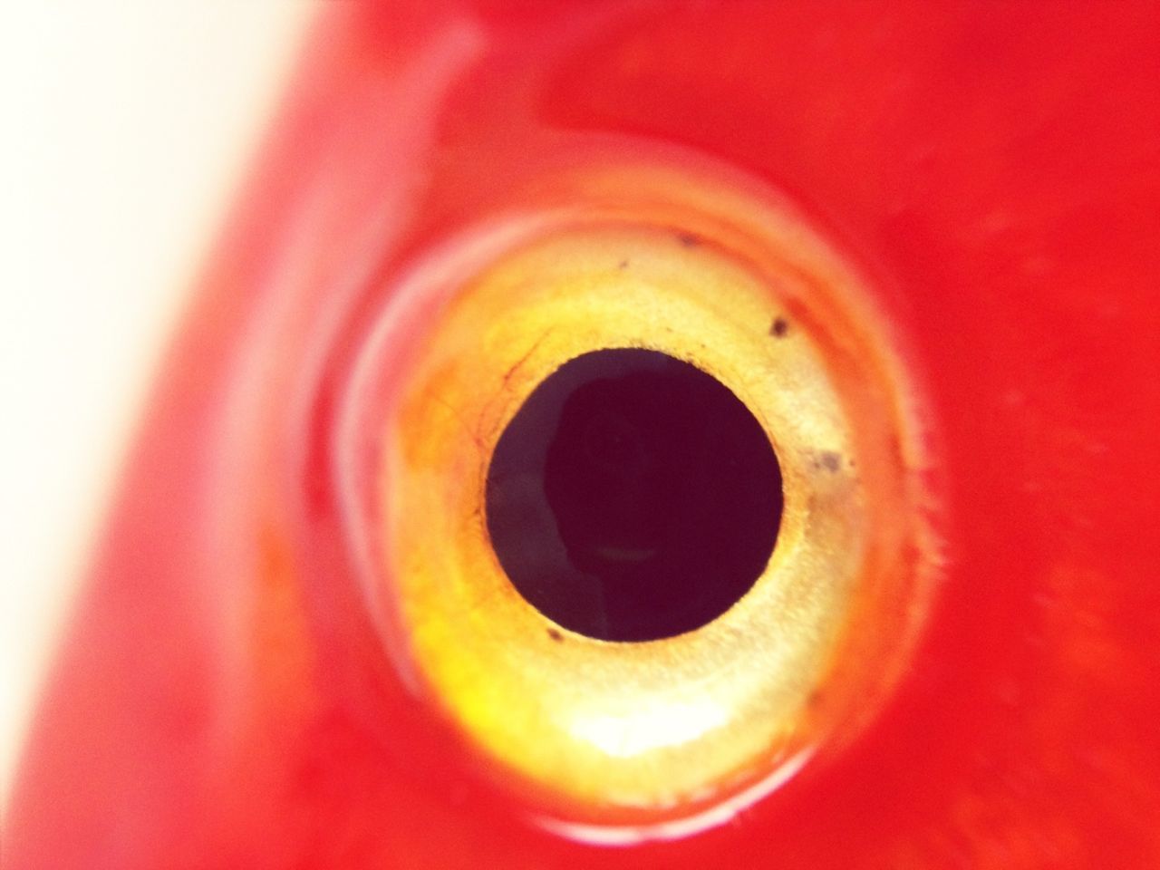 Close-up view of fish eye