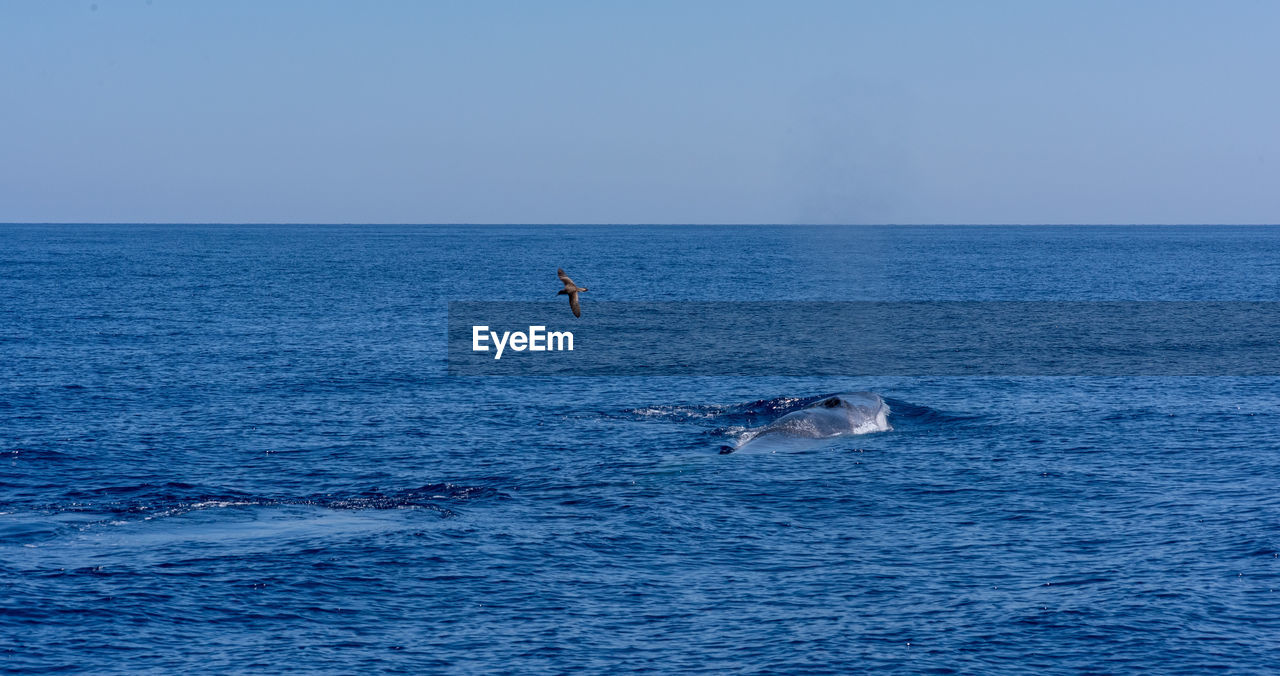 Zifio whale and a seagull during whale watching in the middle of tyrrhenian sea