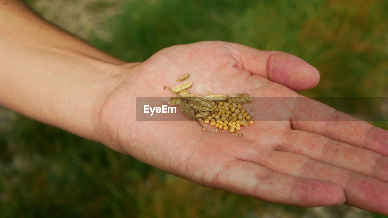 hand, leaf, one person, holding, animal themes, plant, animal, nature, animal wildlife, one animal, close-up, focus on foreground, wildlife, day, finger, outdoors, flower, adult, insect, grass, agriculture, macro photography, soil