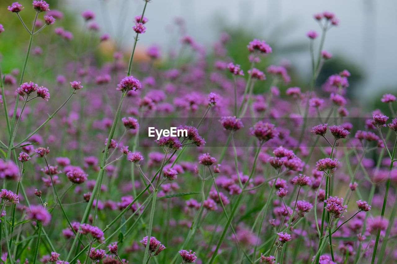 CLOSE-UP OF PINK FLOWERING PLANT IN FIELD