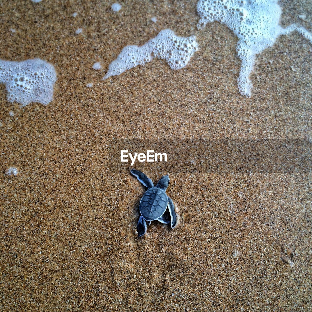 Directly above shot of hatchling on shore at beach