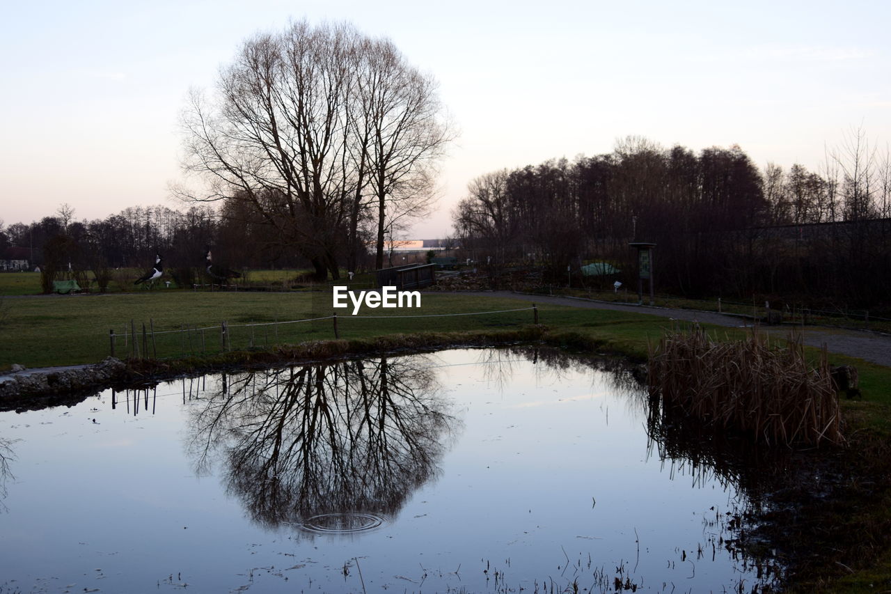 REFLECTION OF TREES IN WATER