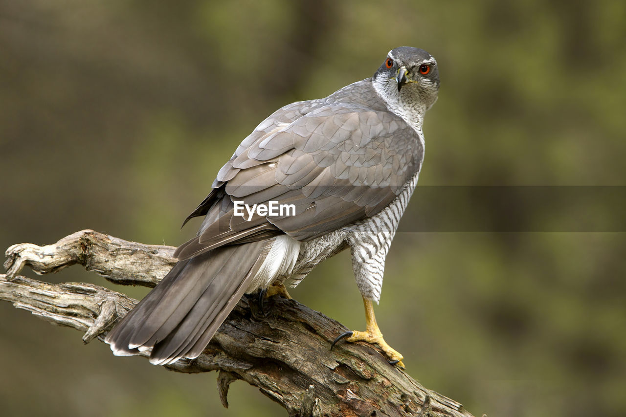 BIRD PERCHING ON A BRANCH