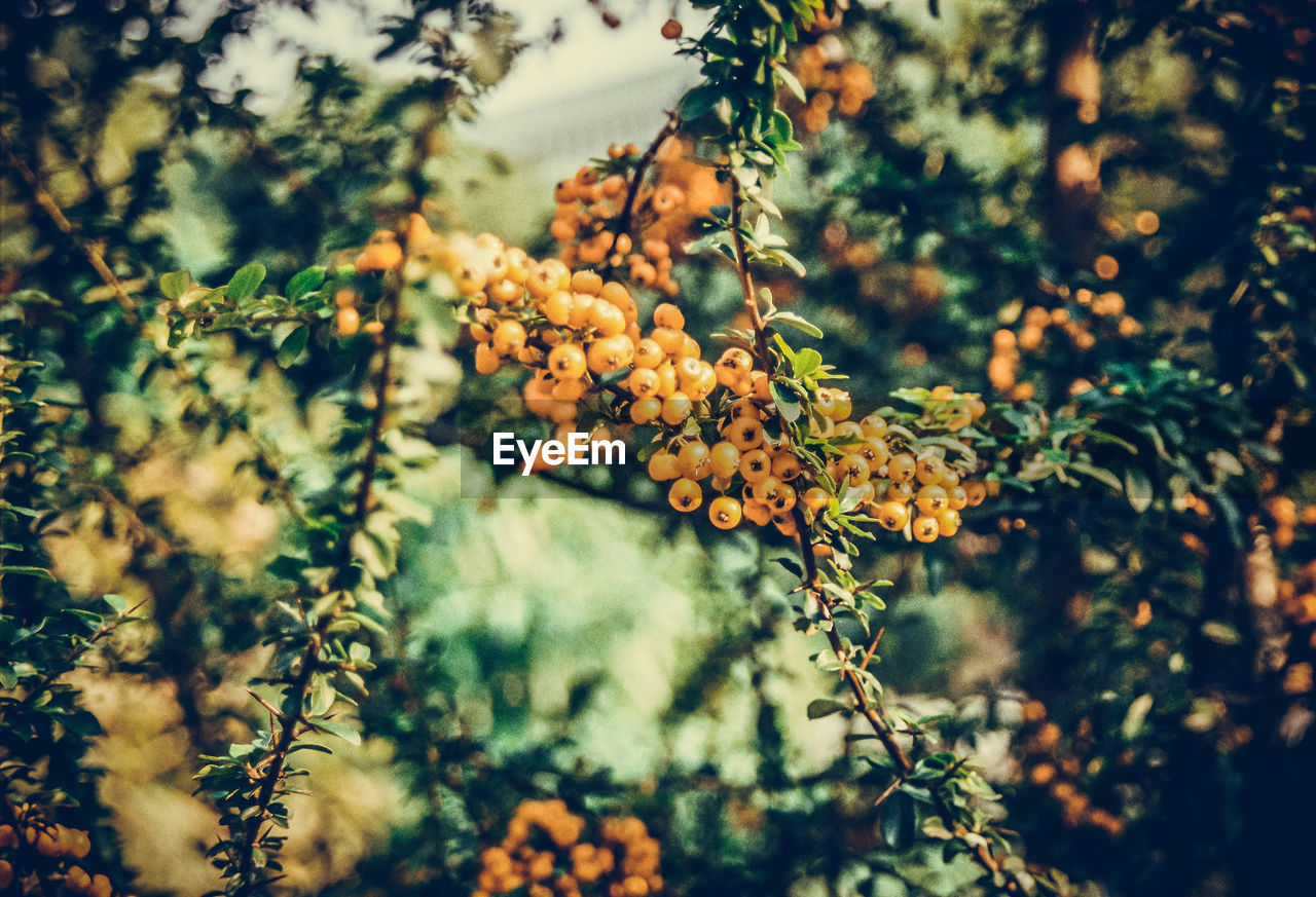 Cherries growing on plant