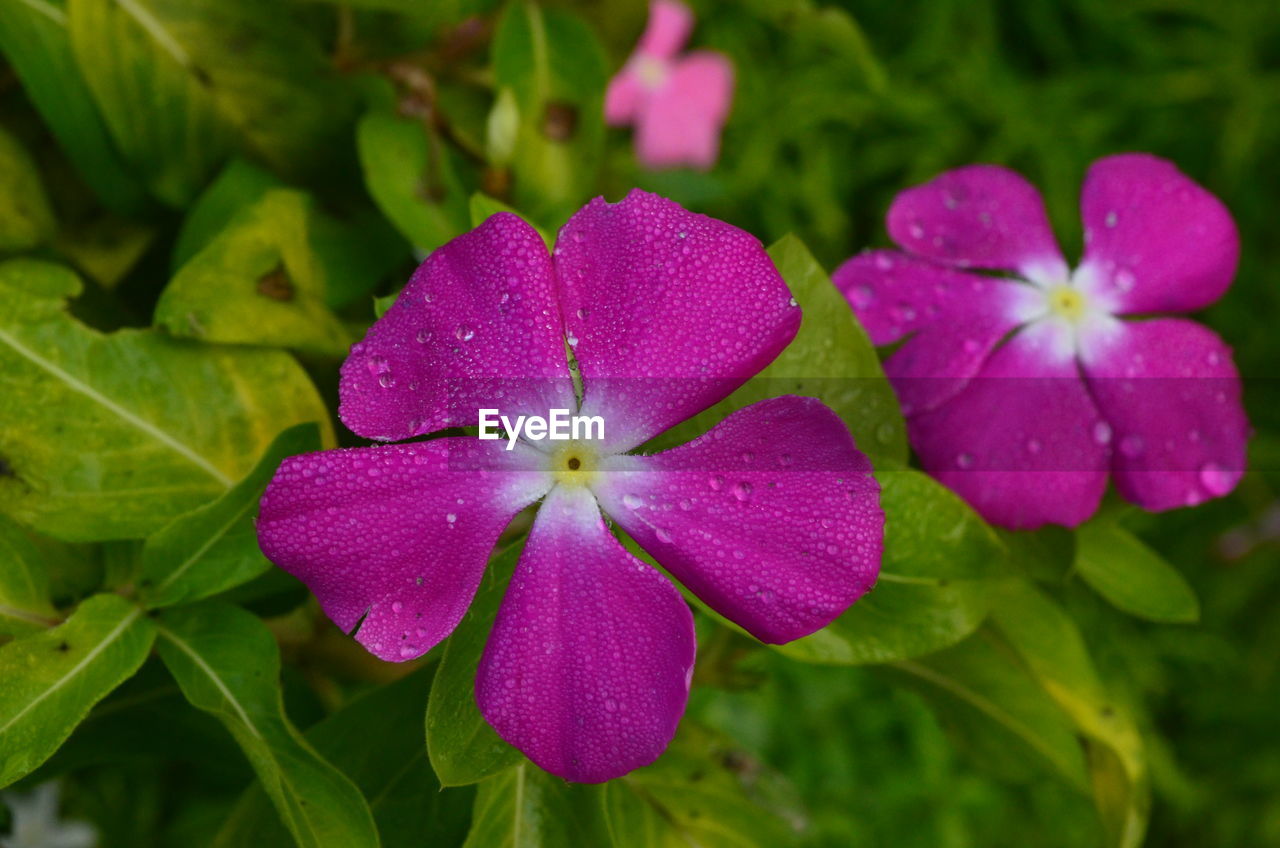 CLOSE-UP OF WET PINK FLOWERS