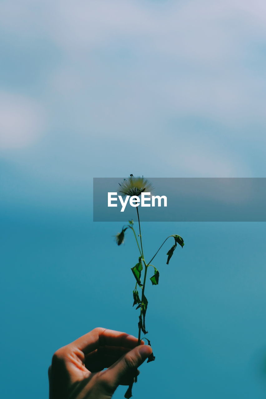 Person holding red flowering plant against blue sky