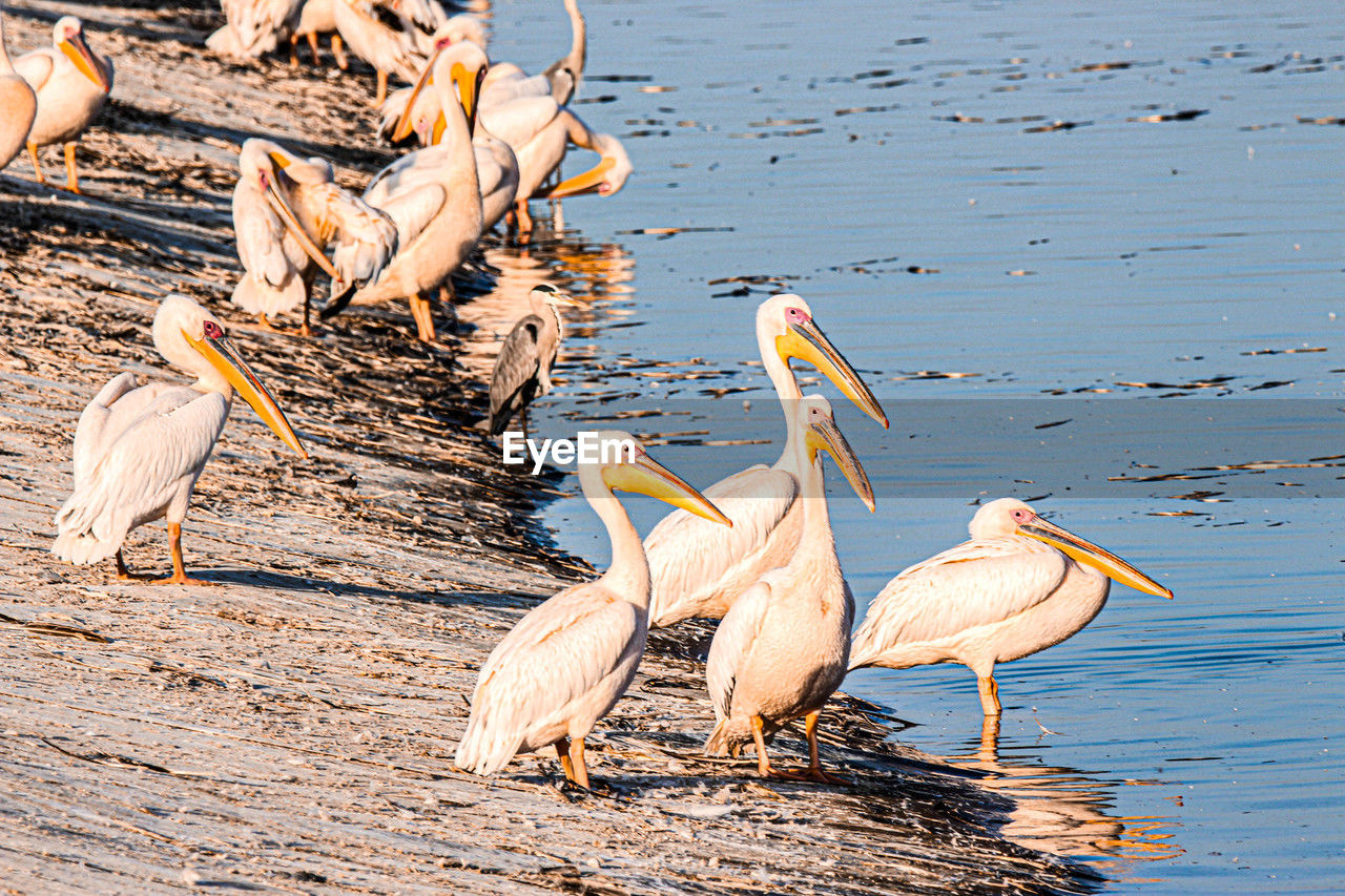 animal, animal themes, bird, animal wildlife, wildlife, water, group of animals, pelican, nature, no people, lake, seabird, beak, water bird, outdoors, beach, day, beauty in nature
