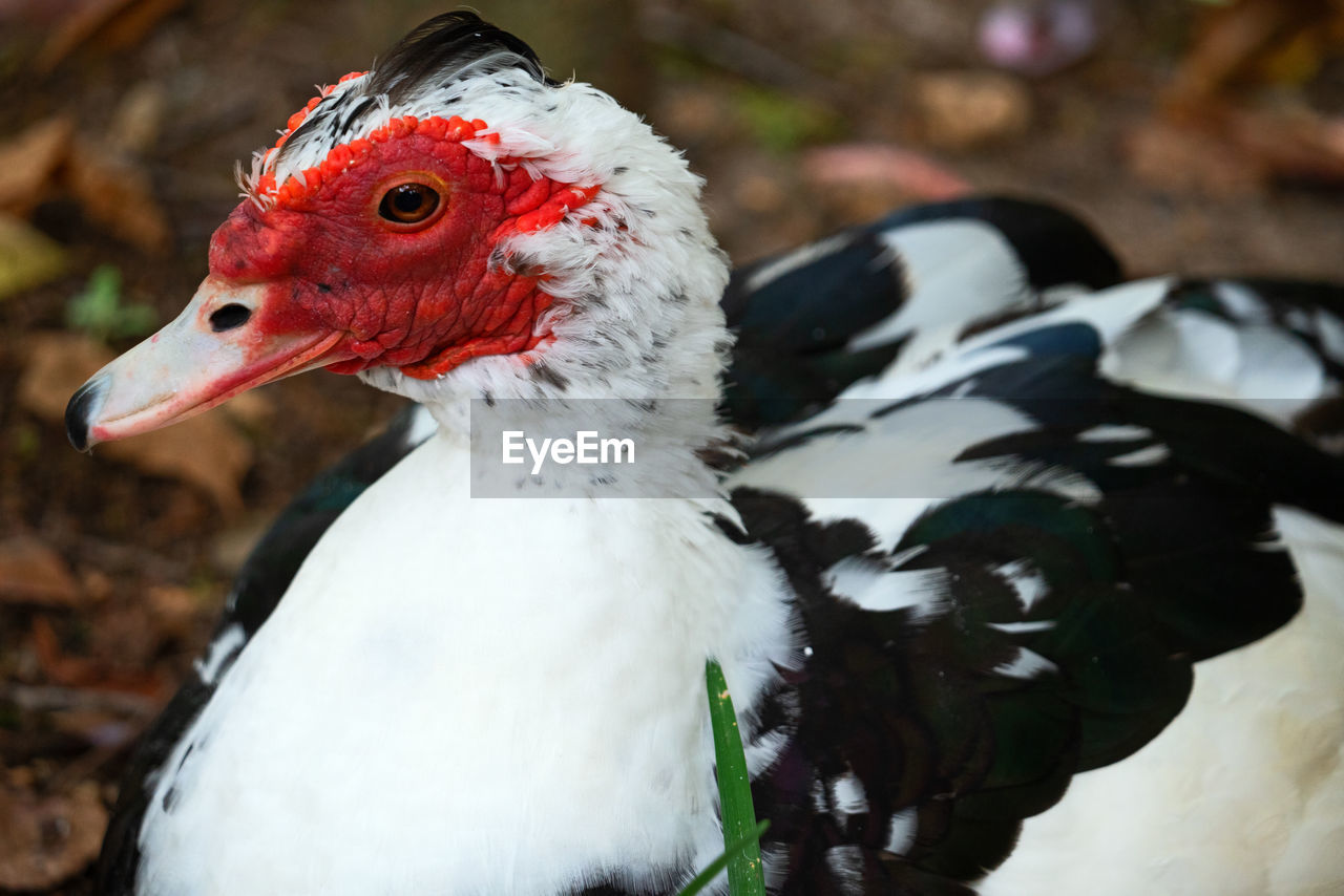 CLOSE-UP OF DUCK