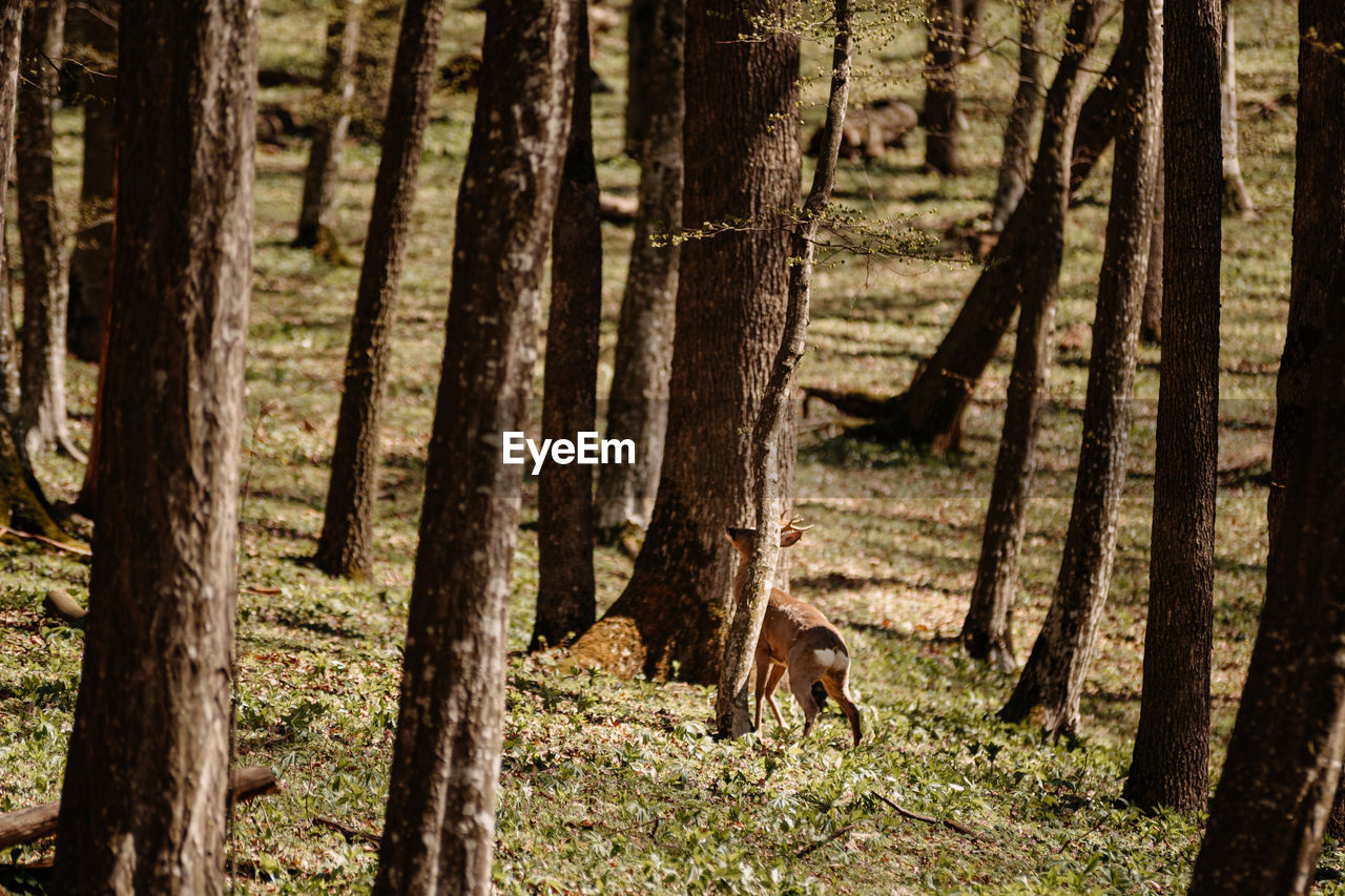 tree, land, forest, plant, woodland, natural environment, tree trunk, trunk, nature, wilderness, leaf, animal, animal themes, mammal, autumn, animal wildlife, one animal, no people, day, wildlife, sunlight, landscape, wood, beauty in nature, outdoors, tranquility, growth, environment, domestic animals, field, non-urban scene, pet, tranquil scene, grove