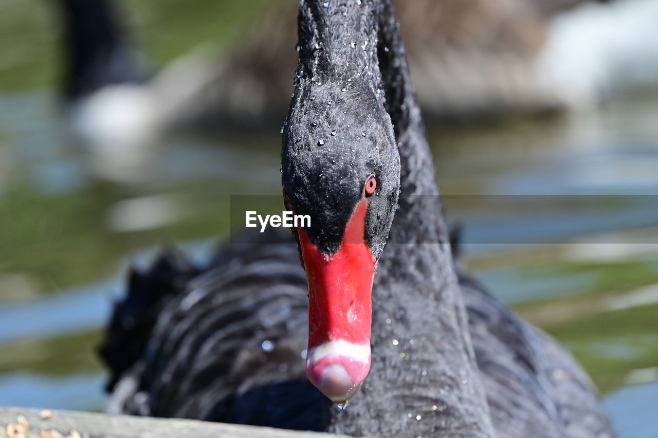 black swan, animal themes, bird, animal, water, wildlife, one animal, animal wildlife, water bird, swan, red, lake, ducks, geese and swans, nature, focus on foreground, day, beak, animal body part, close-up, no people, swimming, black, duck, outdoors