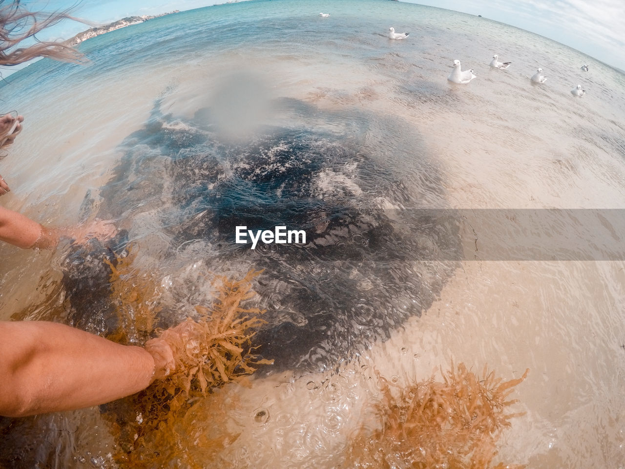 HIGH ANGLE VIEW OF SWIMMING IN SEA