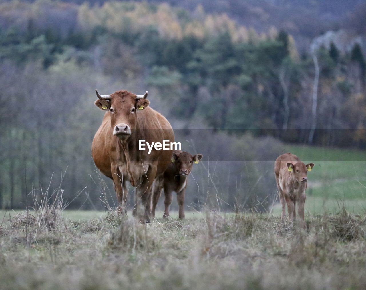 Farm animals  standing in a field