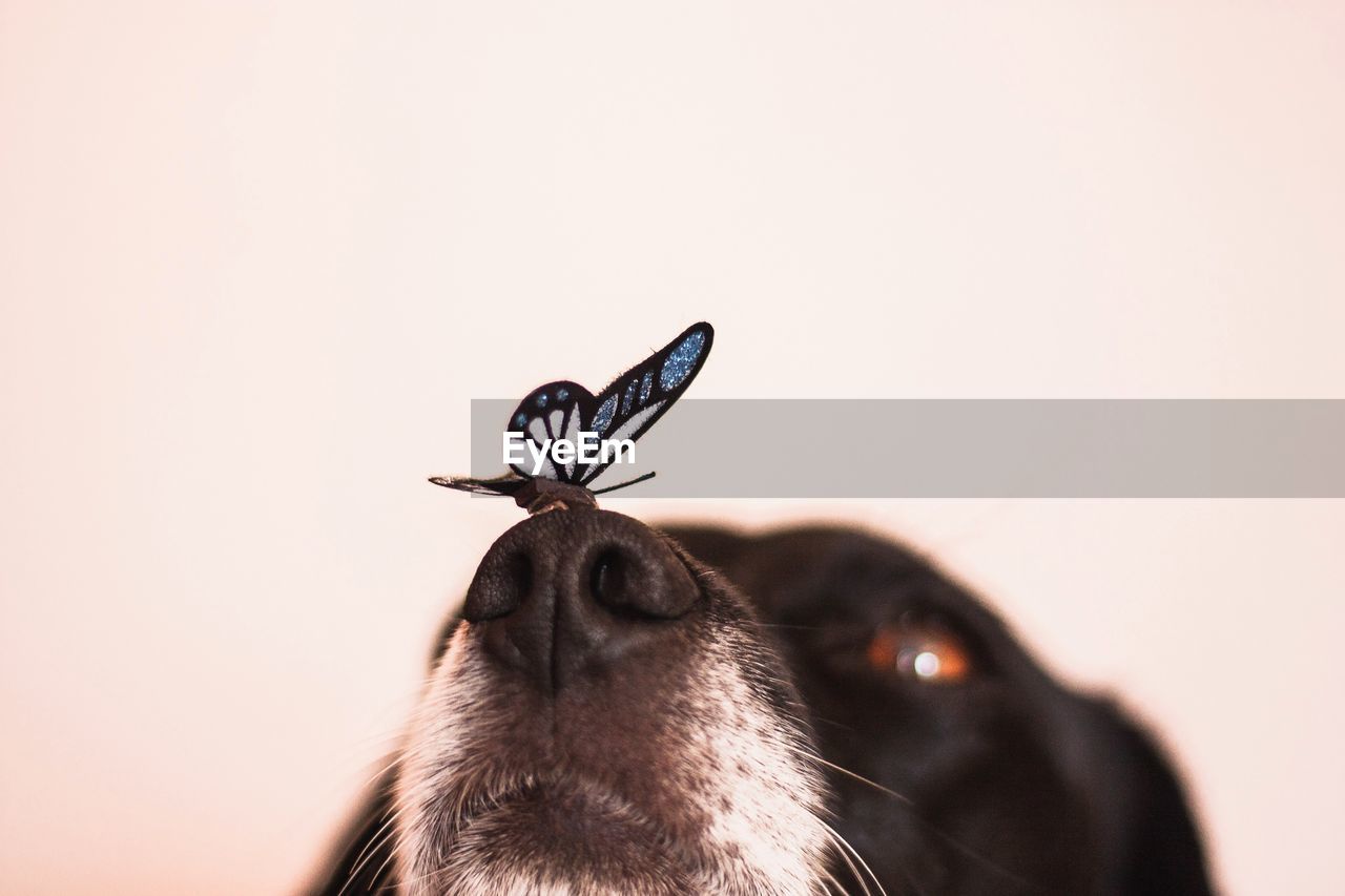 Close-up of artificial butterfly on dog nose