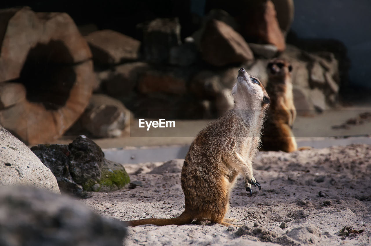 View of meerkat on rock