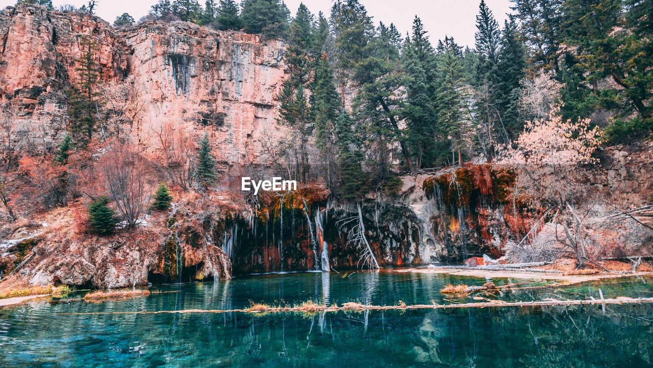 VIEW OF TREES ON ROCK