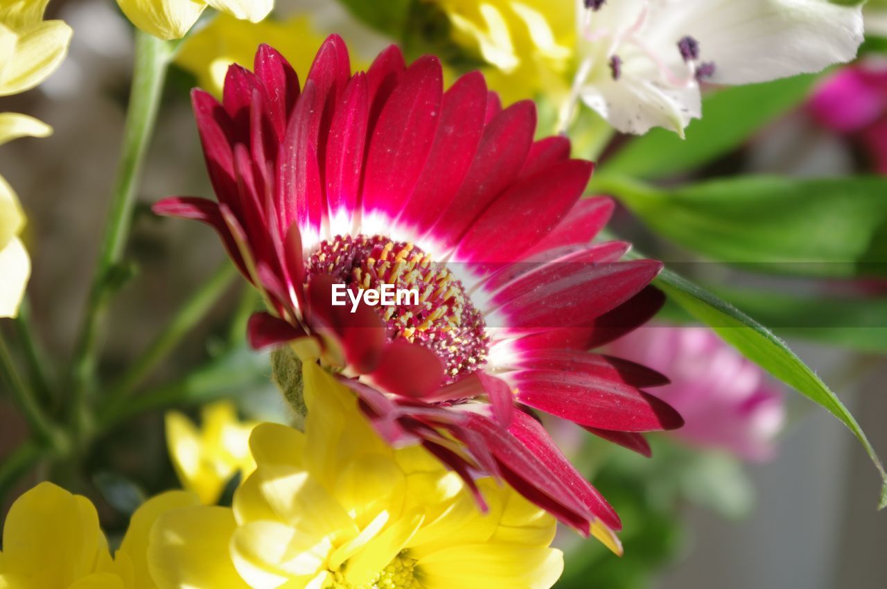 CLOSE-UP OF PINK AND YELLOW FLOWERING PLANT