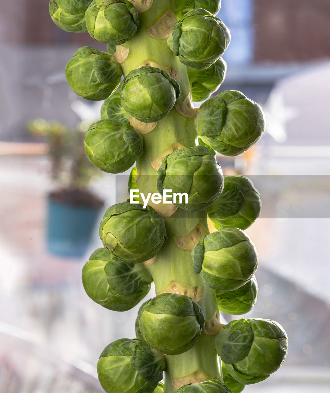 close-up of grapes growing outdoors