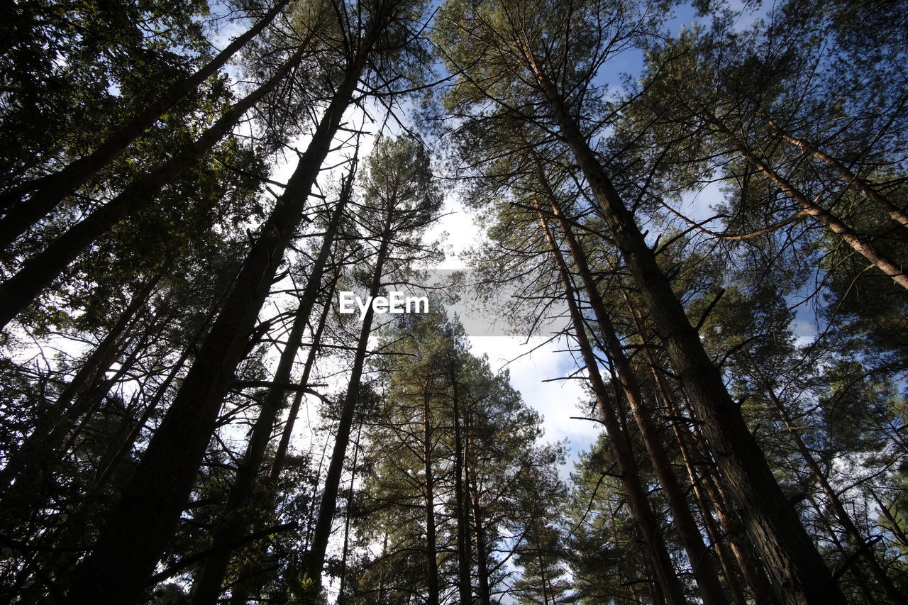 Low angle view of trees in forest