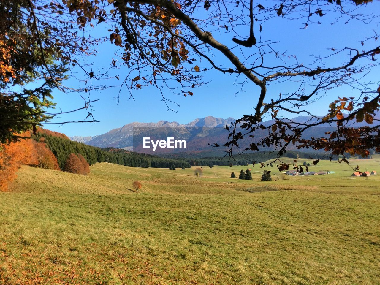 FLOCK OF SHEEP ON FIELD AGAINST SKY