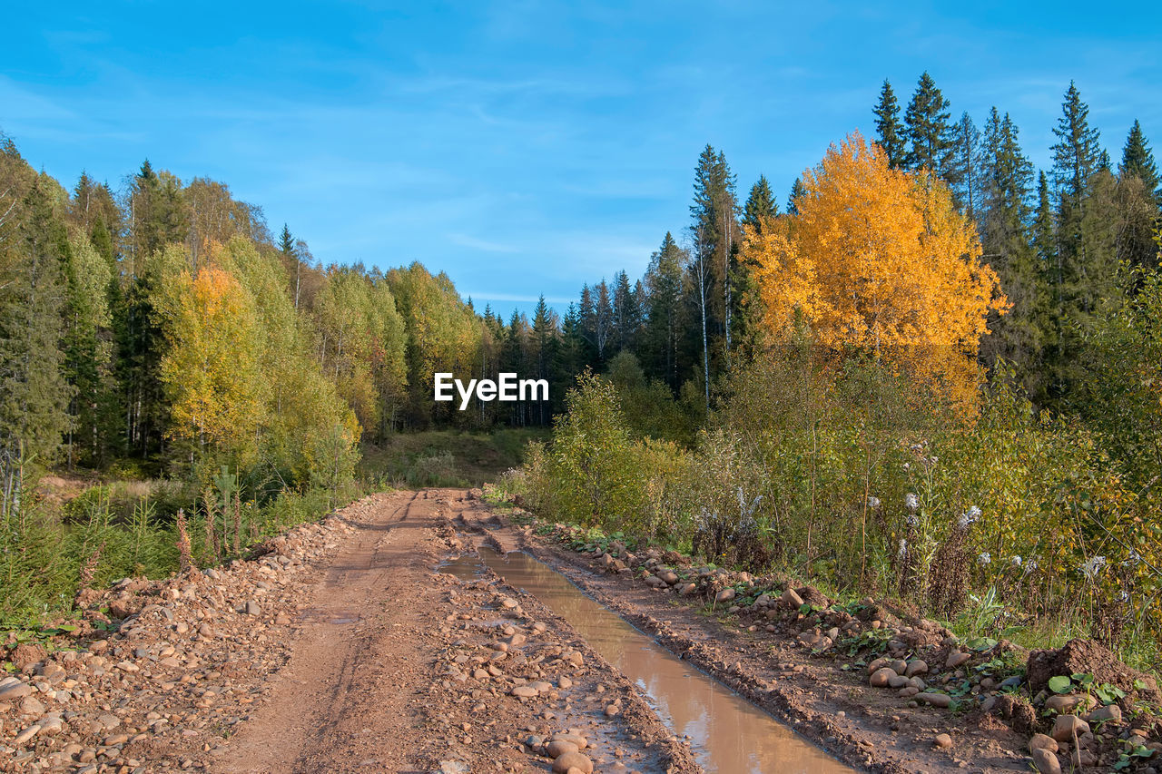 Road amidst trees in forest against sky during autumn