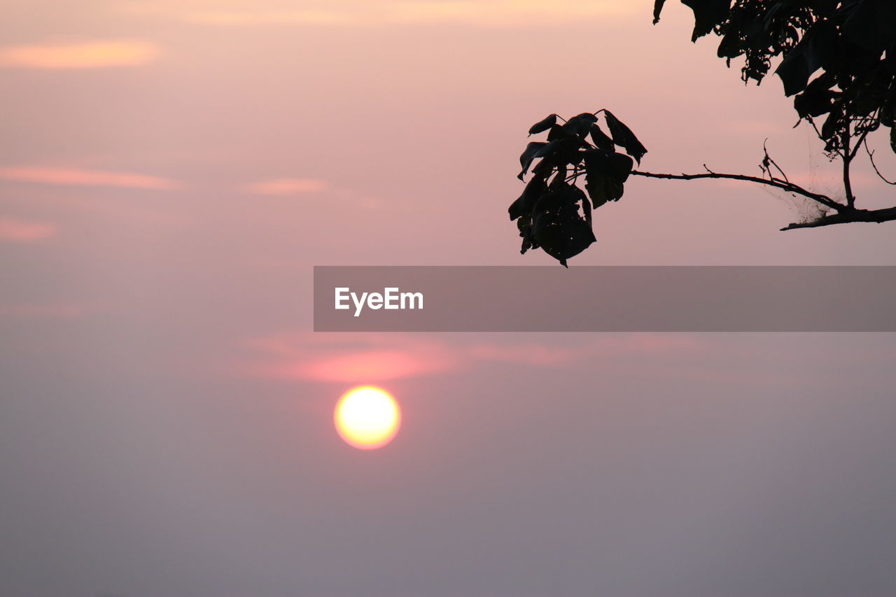 SILHOUETTE PLANTS AGAINST SKY DURING SUNSET