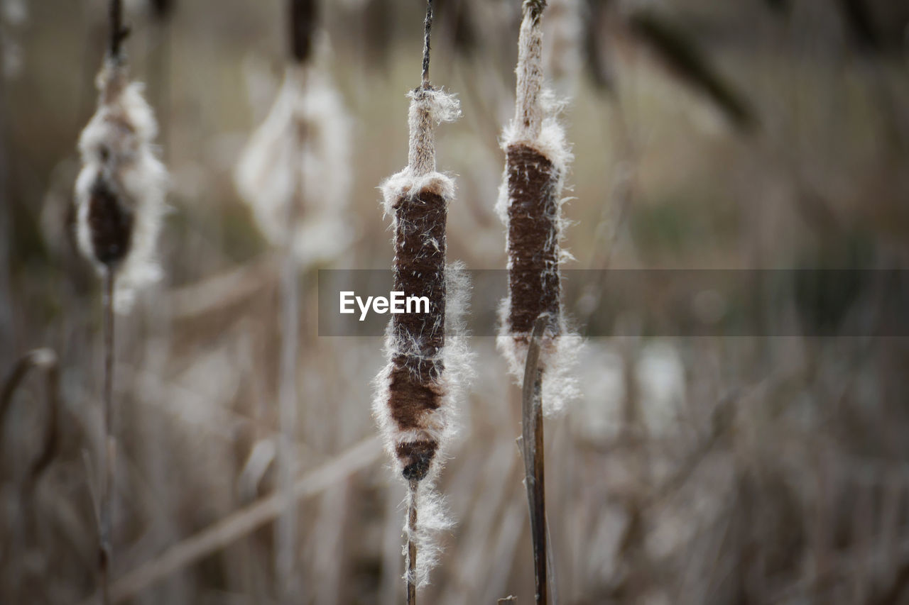 Close-up on plants during winter