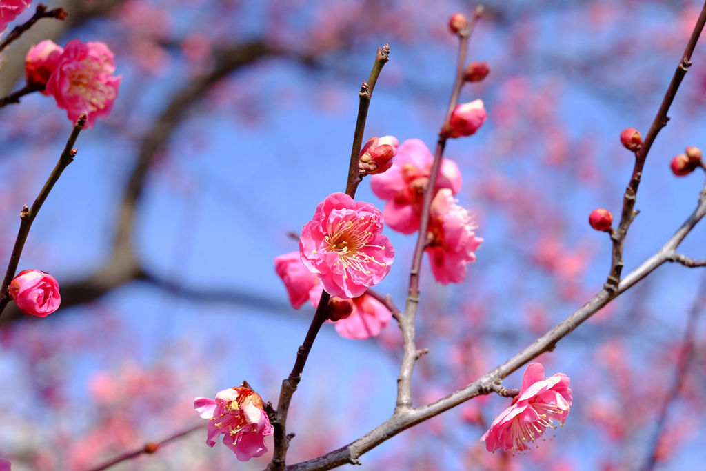 Low angle view of pink plum blossoms growing on branches