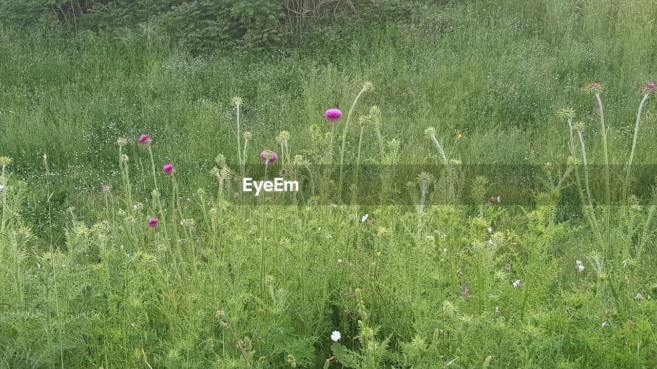 PURPLE FLOWERING PLANTS ON LAND