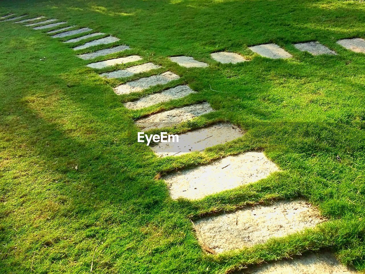 HIGH ANGLE VIEW OF GRASS GROWING IN PARK