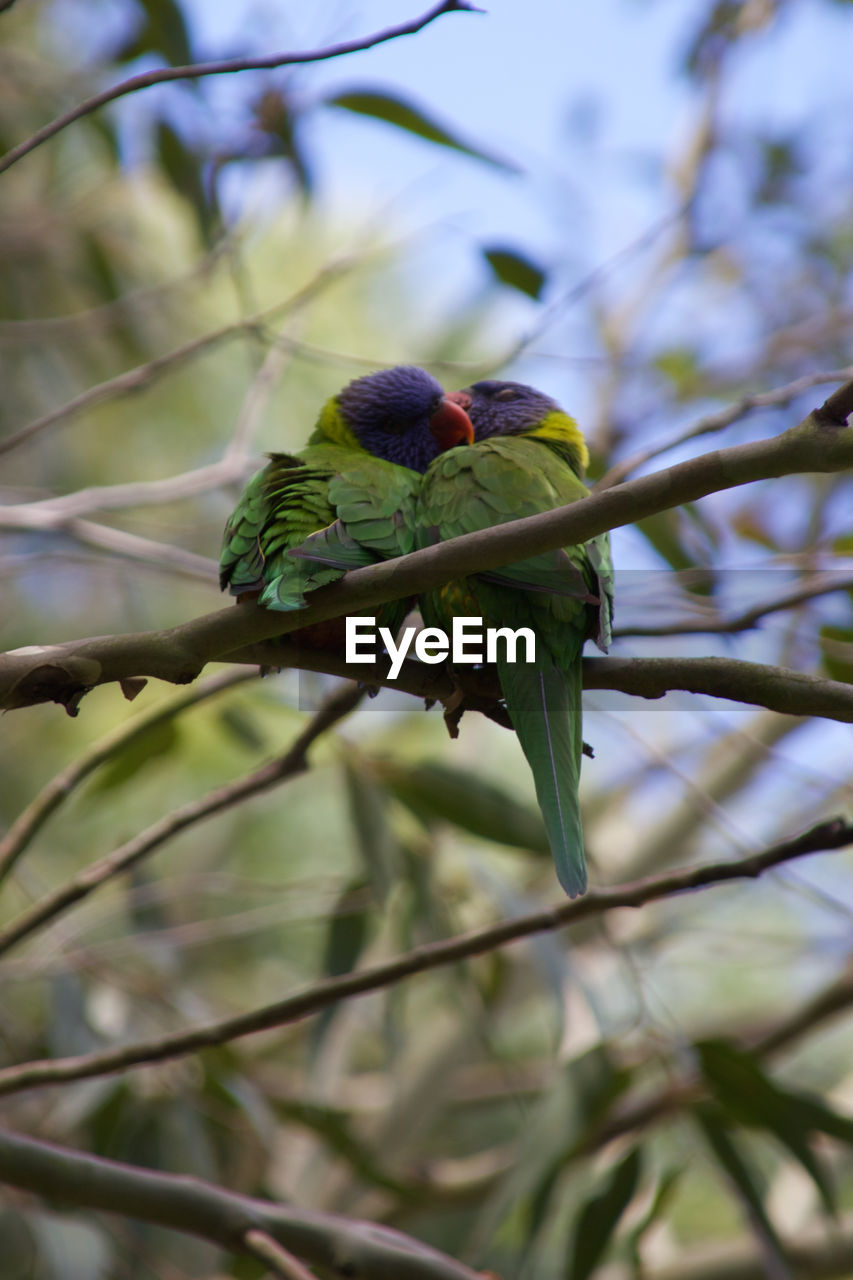 Parrots perching on branch