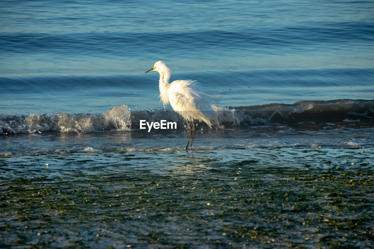 VIEW OF A BIRD