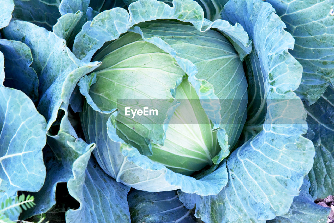 cabbage, leaf, plant part, vegetable, food and drink, food, green, healthy eating, growth, collard greens, nature, produce, no people, freshness, plant, leaf vegetable, close-up, full frame, agriculture, beauty in nature, wellbeing, day, organic, high angle view, outdoors, backgrounds, land, flower