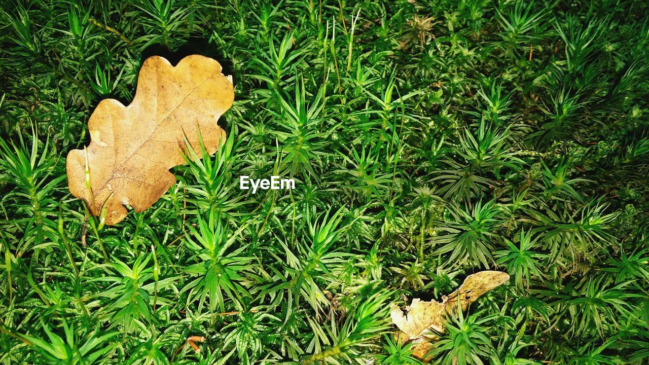 HIGH ANGLE VIEW OF GRASS ON AUTUMN LEAVES