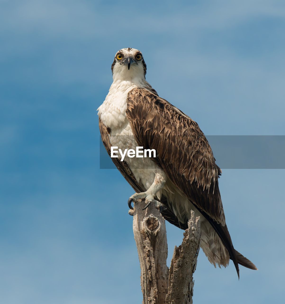 CLOSE-UP OF OWL PERCHING ON COLUMN AGAINST SKY