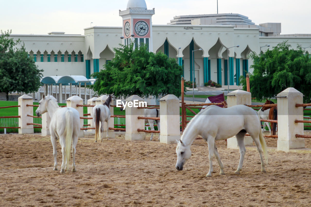 WHITE HORSE AGAINST BUILT STRUCTURES